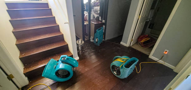 Best Mold removal after water damage  in Chestertown, MD