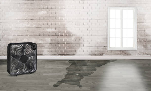 Best Flood damage cleanup  in Chestertown, MD